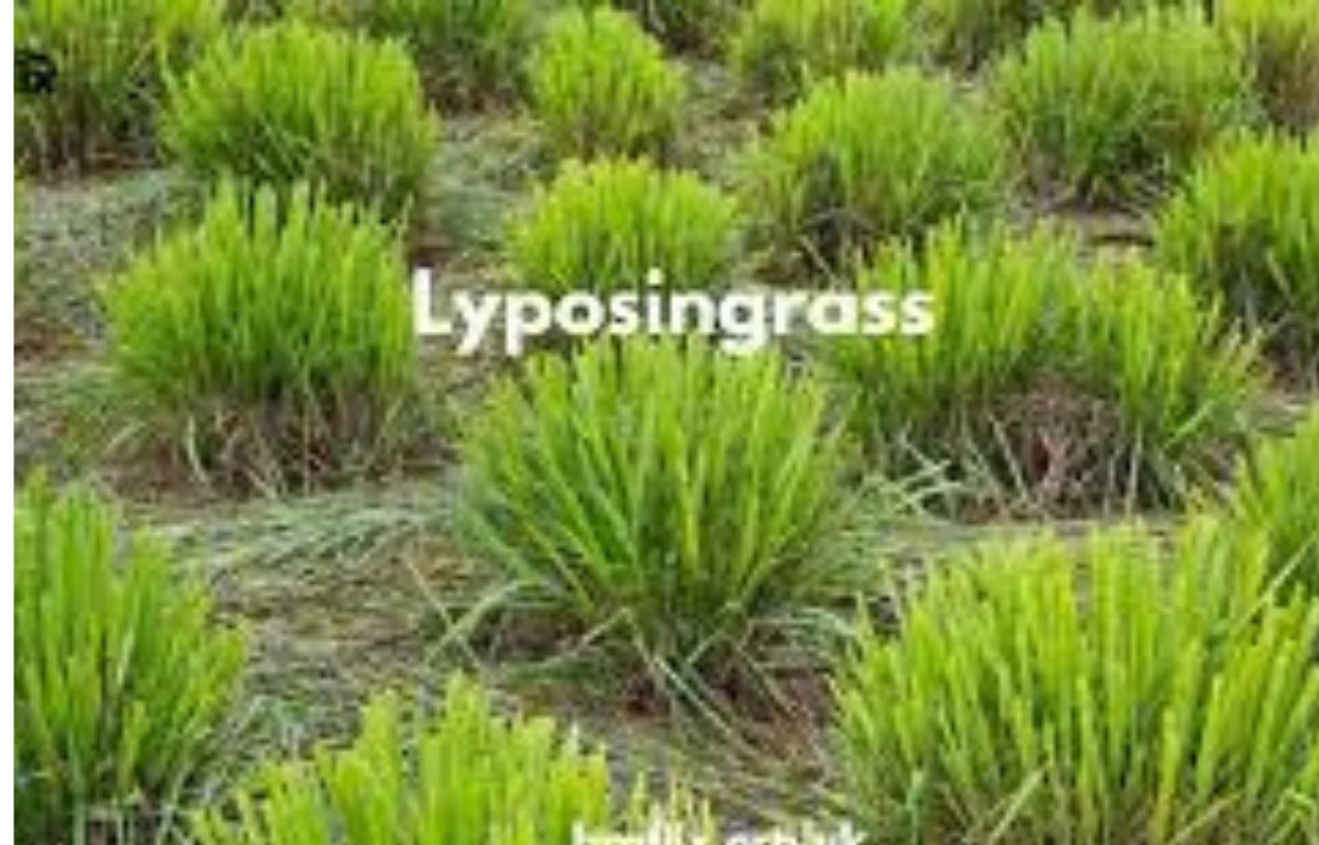 lyposingrass